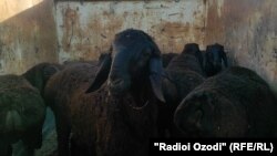 Молбозори шаҳри Кӯлоб дар остонаи Иди Қурбон 