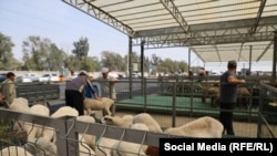 Маевка айылына жакын жерде ачылган жаңы мал базар. 