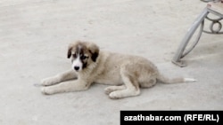 Aşgabadyň köçesindäki öýsüz-öwzarsyz it. Arwhiden alnan illýustrasiýa suraty
