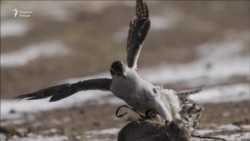 Бозпурсии раис дар робита бо қочоқи паррандаҳои нодир.