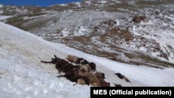 23-24-майда жааган кар Ысык-Көл облусунун аймагында 50 сантиметрге чейин жеткен.