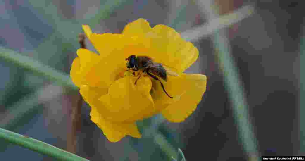 На морському узбережжі під Утьосом знову зацвів скажений огірок