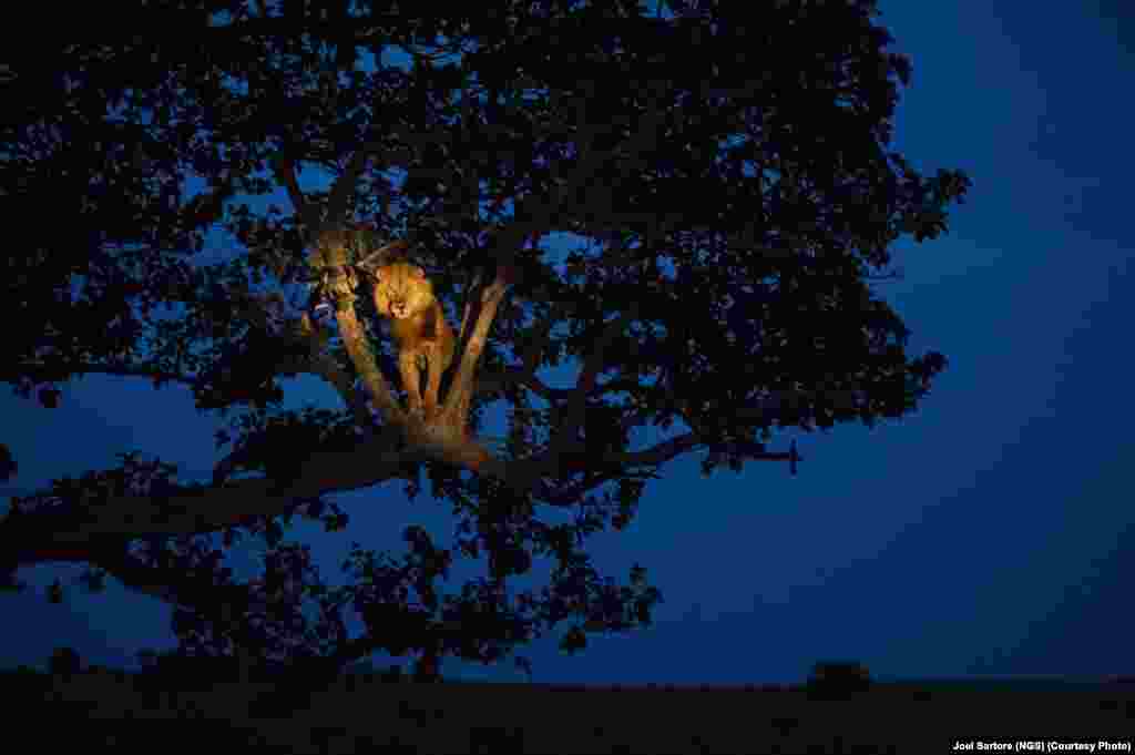 Лев взобрался на дерево поспать. Парк королевы Елизаветы в Уганде. 