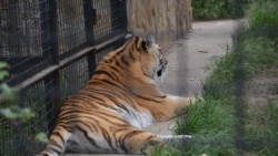 Один з тигрів у парку «Тайган», архівне фото
