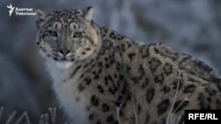 Ак илбирс. Иллюстрациялык сүрөт.