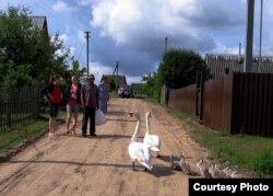 «Лебедзь-шыпун — птушка незалежная, але даверлівая і не баіцца чалавека... Менавіта яе, гэтую птушку, я хацеў бы бачыць нашым нацыянальным сымбалем». Лецішча, Вушацкі раён.