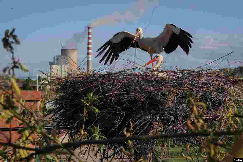 Көмүр менен иштеген станциянын жанында уя салган турналар балапандарына кам көрүүдө. Обилич, Косово.