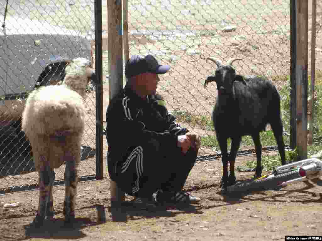 Адистер малдын баасы тышка эт экспорттолбой жаткандыктан улам, көтөрүлбөй жатканын айтышууда.&nbsp;