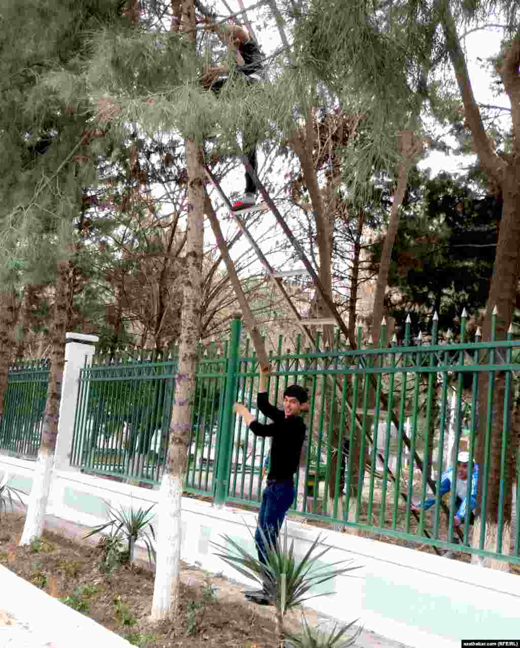 Medisina uniwersitetiniň talyplary uniwersitetiň howlusyndaky baglara timar berýärler