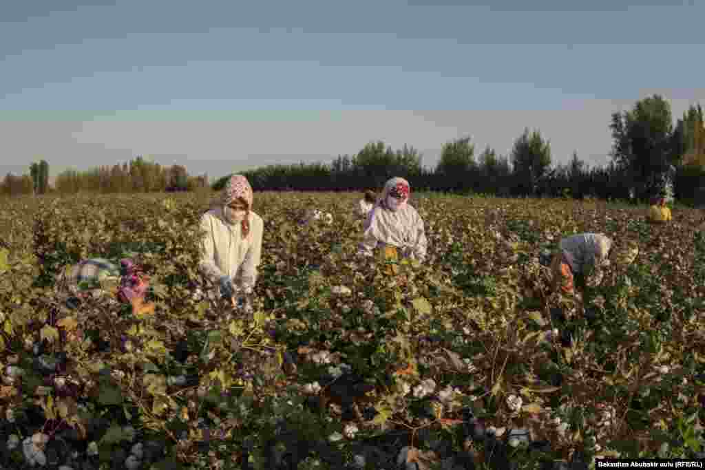 Аялдардын баары бети-башын жоолук менен ороп алышкан. Антпесе, пахтага чаң көп жабышат. Ден-соолукка олуттуу зыян келиши мүмкүн. Колдорунда колкап.