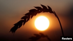 Иллюстратив рәсем