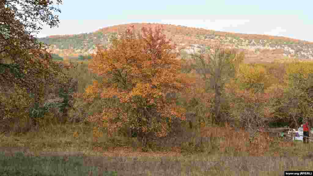 Типове осіннє дерево в тому ж лісі