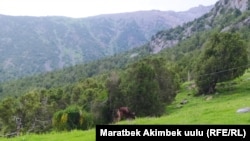 Жайлоо. Иллюстрациялык сүрөт.