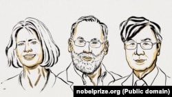 Лауреати визначили охоронців імунної системи – регуляторні Т-клітини, які запобігають атакам імунних клітин на власний організм