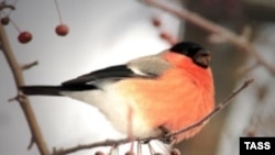 Музыка может помочь разгадать тайну пения птиц