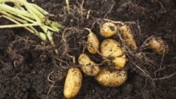 Döwlet daýhanlara ýer almasyny ekmegi tabşyrdy, ýöne tohumlyk bermedi