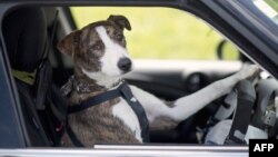 Иллюстративное фото.