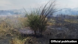 Ботаникалык бактын өрттөнүп кеткен аймагы. 2020-жыл. 13-июль.