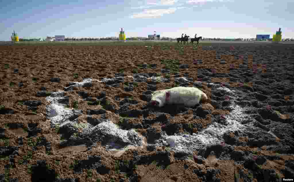 Обезглавленную тушу козленка в начале матча кладут в центр поля.