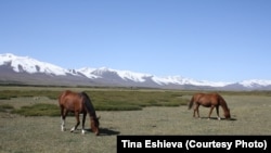 Суусамыр жайлоосундагы дагы алтыгана каптап кеткен жерлер көп. 