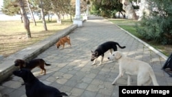 Если закон о защите животных будет принят, то отстрел безнадзорных собак будет запрещен