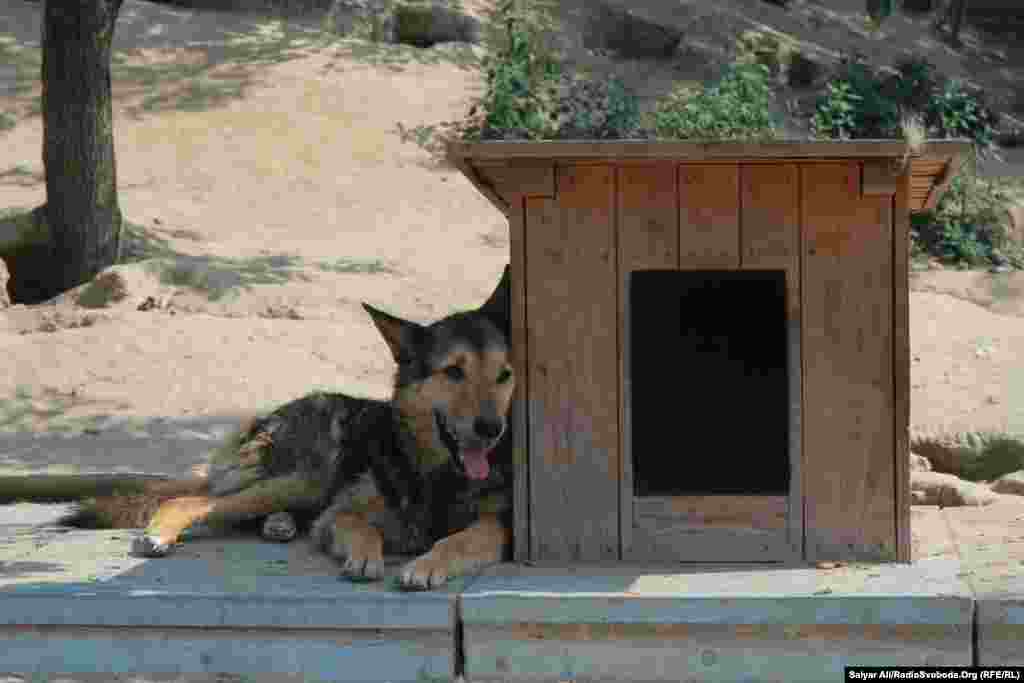 Пес виліз зі своєї будки, щоб на нього подув прохолодний вітер