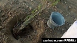 8-nji noýabrda ekilen agaç.