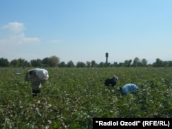 Кӯдакони тоҷик дар пахтазор. Акс аз бойгонӣ.