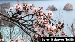 Цветущий миндаль в Гурзуфе, 17 марта 2021 года