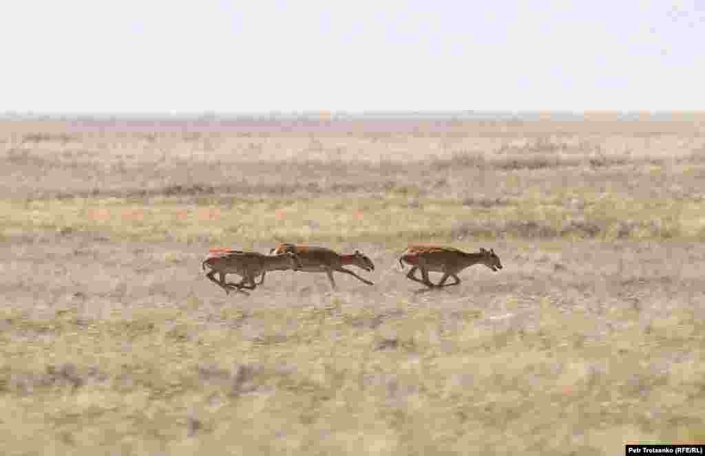Когда мы разогнали автомобиль, чтобы подобраться к стаду, сайгаки заметили движение и сразу же бросились убегать от машины, поднимая за собой густое облако пыли. Скорость &mdash; единственный способ подобраться к пугливым сайгакам ближе, чтобы снять их на камеру.