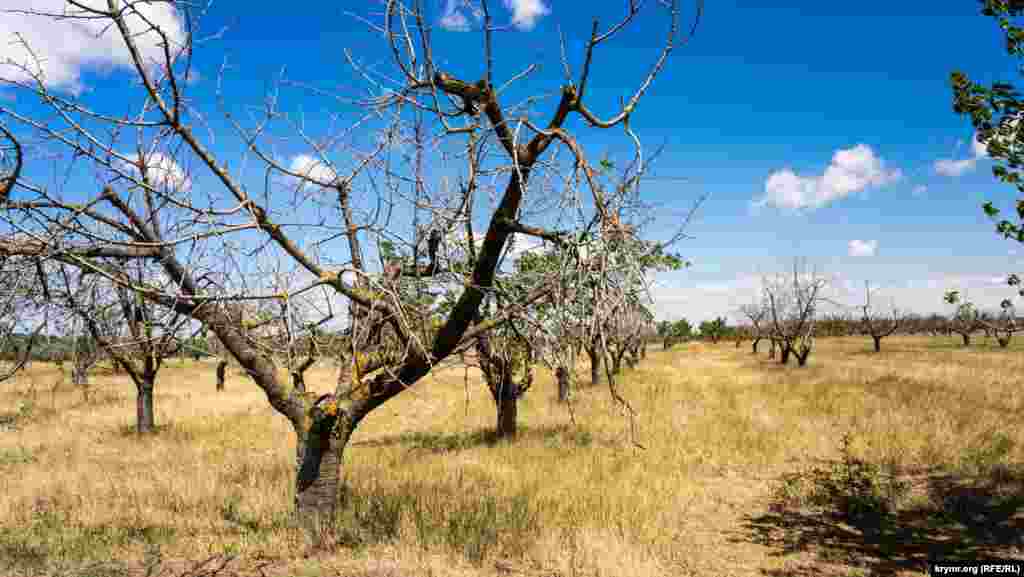 Саме дніпровська вода в 1965 році, коли тут створили радгосп &laquo;Рисовий&raquo;, кардинально змінила подальшу господарську діяльність селян