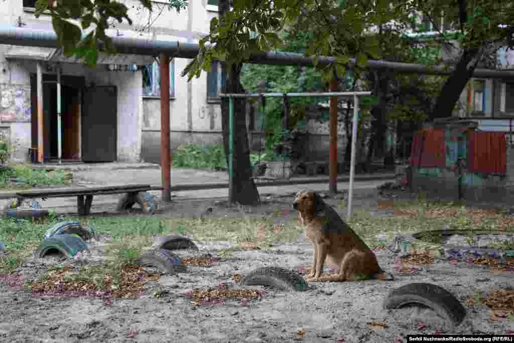Поруч звичайний дворовий пес Алмаз. Сергій розповідає, що цей собака у дворі, як барометр. «Ось зараз він лежить спокійно. А за декілька хвилин до вибухів, прильотів, він одразу починає гавкати. І ми одразу орієнтуємося на те, що як тільки він починає гавкати, все, треба ховатися, будуть вибухи», – розповідає чоловік