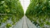 Armenia - A greenhouse belonging to the Spayka company, November 13, 2018.