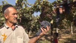 Винограда много, покупателей нет