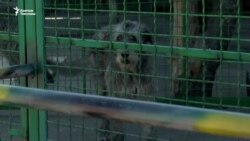 Украина: Согуштун чордонунда калган зоопарк