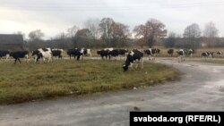 Каровы Аляксандра Бельчука