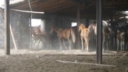 Лошади на ферме в населенном пункте Балта-Тарак, Восточно-Казахстанская область. 9 июня 2020 года.