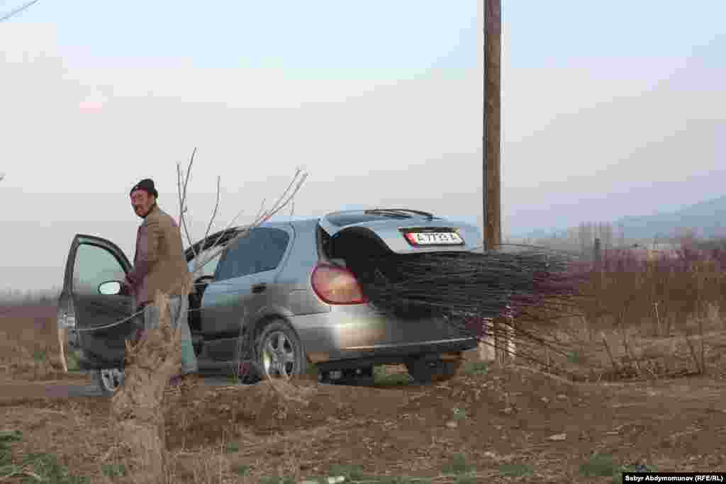 Бак көчөттөрү. Кадамжай району.