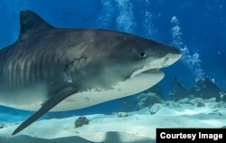 Дайверы наблюдают за тигровой акулой