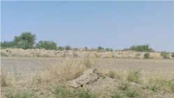 Diňle: Türkmen häkimiýetleri Gyzyl kitaba girizilen ösümlikleri 'goraýar'