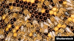 Архиф фотосы