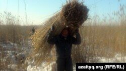 Житель села Белкопа Актюбинской области идет с вязанкой камыша, 19 февраля 2012 года.  