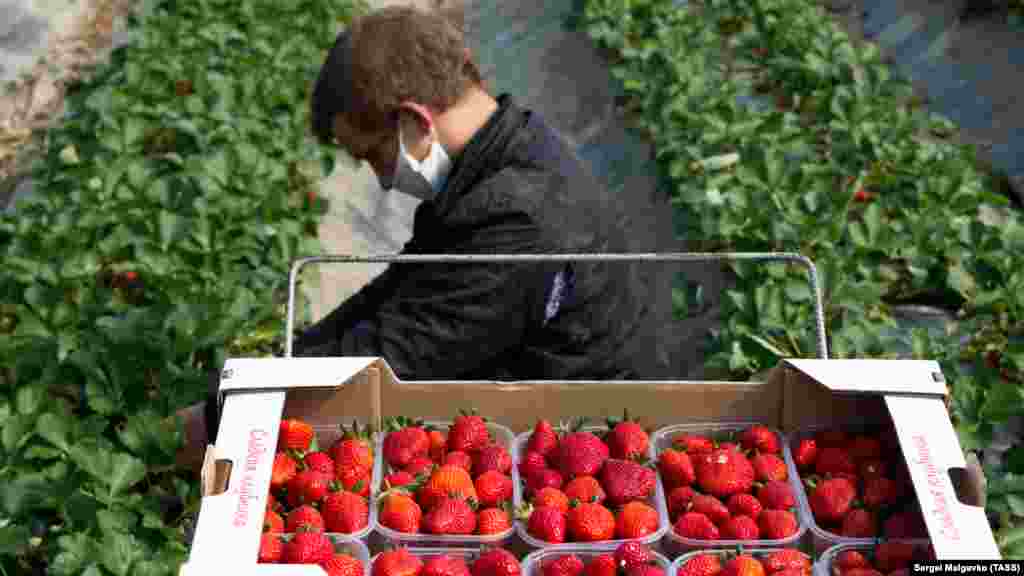 У теплицях села Холмівка під Бахчисараєм зібрали перші врожаї полуниці сорту Клери. У день збирають до восьми тонн, за сезон &ndash; до 30 тонн із гектара