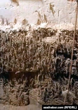 Hökümetiň baş galdyrmaýan 'çekirtge howpy'