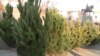 Продажа елей и сосен в Ереване. 29 декабря 2010 г. 