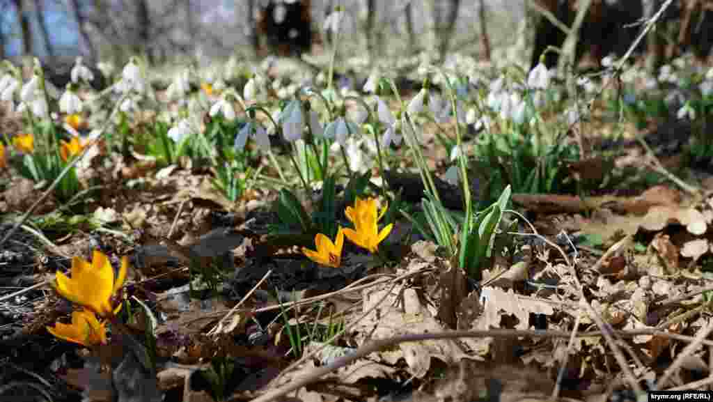 Ближе к южным склонам горы среди подснежников нашлись и золотистые крокусы