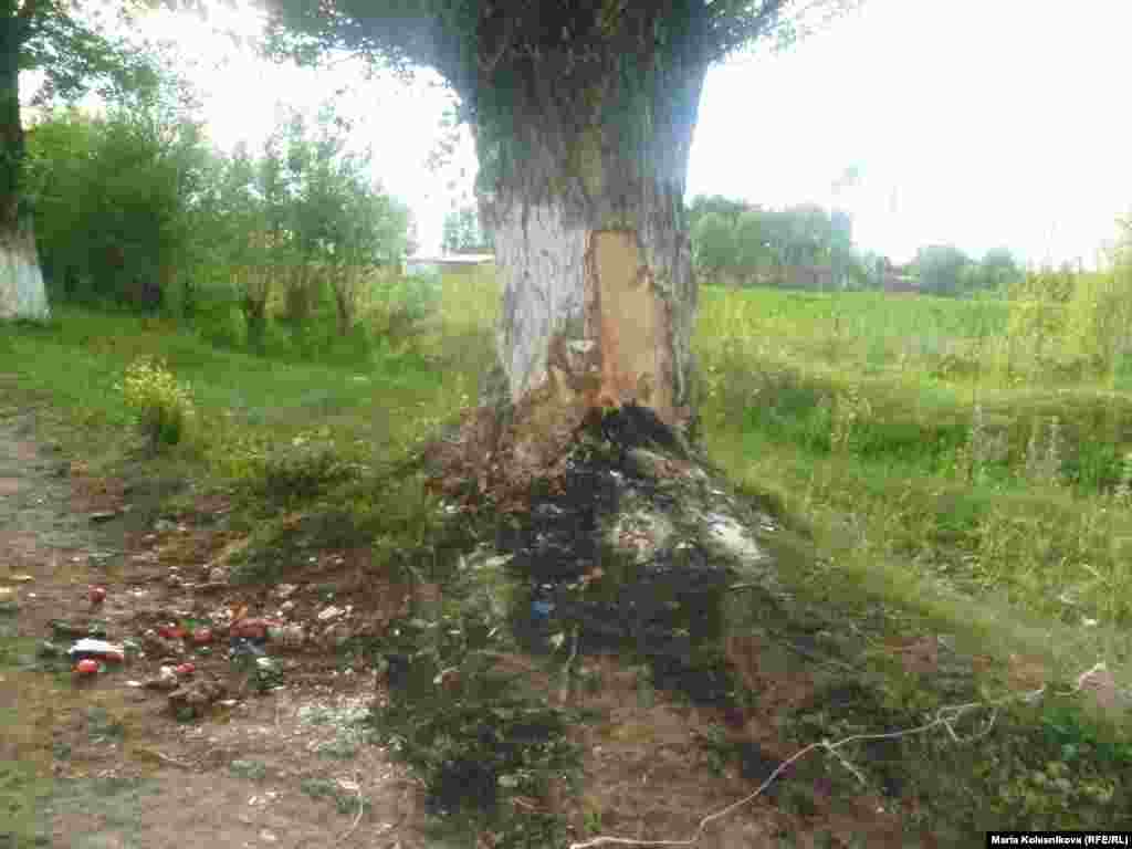 Водитель микроавтобуса, не справившись с управлением, врезался в это дерево на обочине дороги