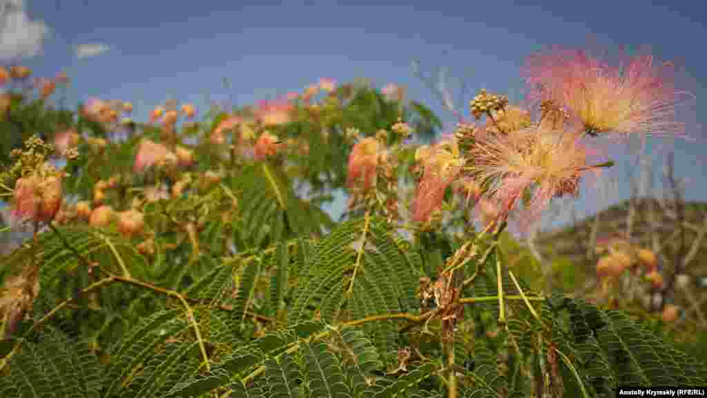 Цвет акации в селе Приветное&nbsp;