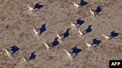 Сайгаки в степи. Алматинская область, 7 ноября 2010 года.