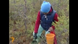 Себердә табигать нигъмәтләре җыеп зур табыш алучылар бар